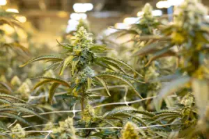 Cannabis Drug Ended Nightmares In Some PTSD Patients, New Study Finds